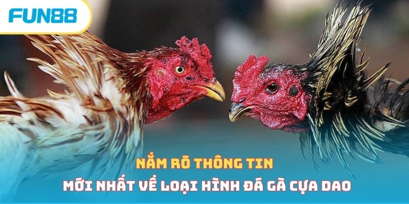 Nắm rõ thông tin mới nhất về loại hình đá gà cựa dao